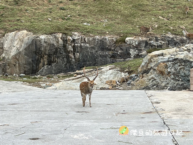 馬祖北竿大坵島一日散步｜近距離看梅花鹿、超療癒海景步道，完全值得一來！