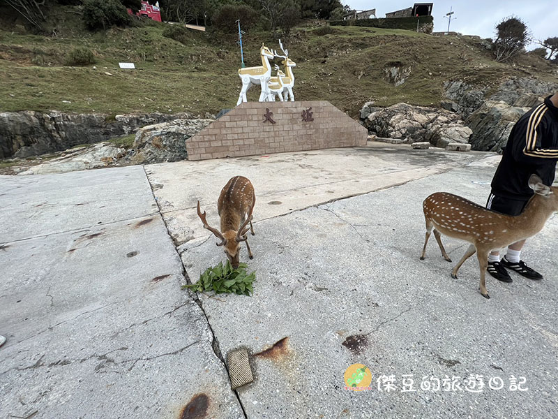 馬祖北竿大坵島一日散步｜近距離看梅花鹿、超療癒海景步道，完全值得一來！