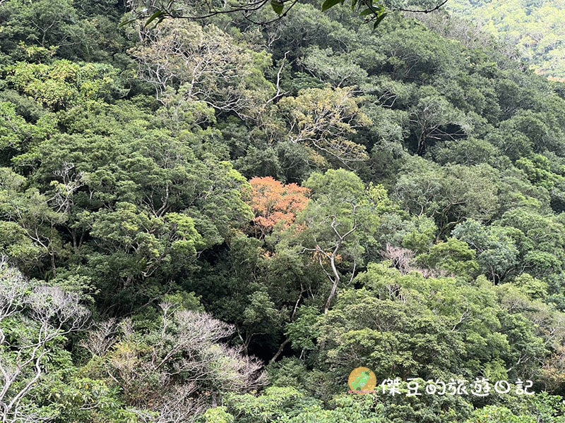 屏東秘境|南迴雙流國家森林遊樂區:IG 爆紅「水上跳石」超好拍!溪水清澈見底,瀑布步道實走心得 - 第8張圖 屏東秘境|南迴雙流國家森林遊樂區:IG 爆紅「水上跳石」超好拍!溪水清澈見底,瀑布步道實走心得