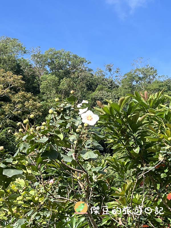 屏東秘境|南迴雙流國家森林遊樂區:IG 爆紅「水上跳石」超好拍!溪水清澈見底,瀑布步道實走心得 - 第14張圖 屏東秘境|南迴雙流國家森林遊樂區:IG 爆紅「水上跳石」超好拍!溪水清澈見底,瀑布步道實走心得
