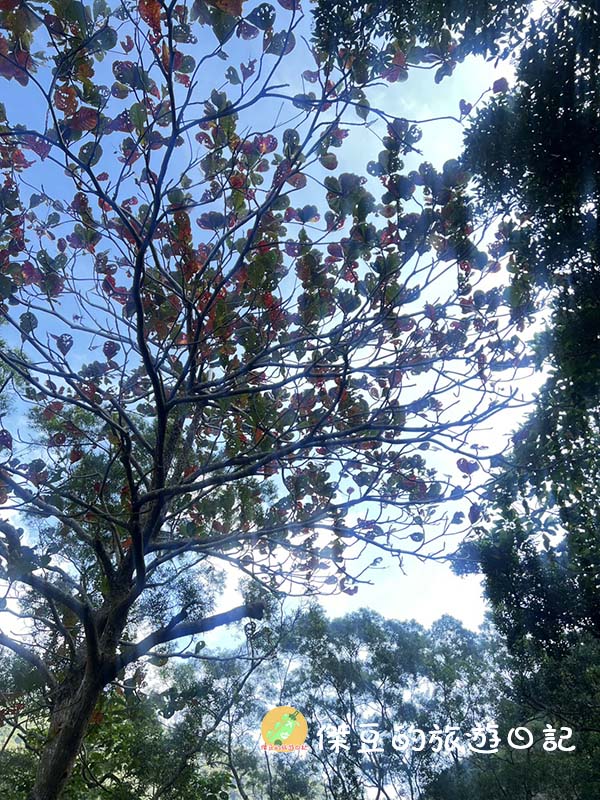 屏東秘境|南迴雙流國家森林遊樂區:IG 爆紅「水上跳石」超好拍!溪水清澈見底,瀑布步道實走心得 - 第16張圖 屏東秘境|南迴雙流國家森林遊樂區:IG 爆紅「水上跳石」超好拍!溪水清澈見底,瀑布步道實走心得