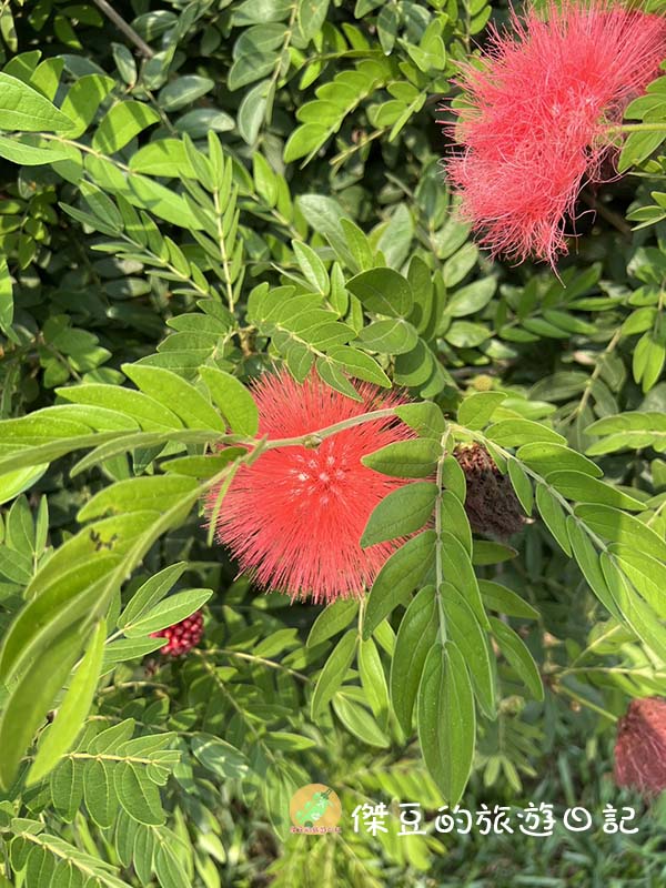 旺萊山愛情大草原