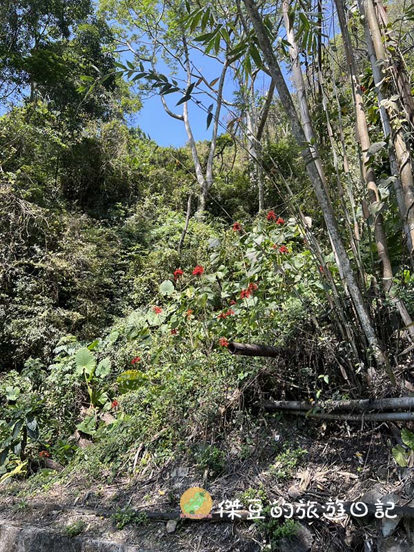 【南投信義鄉】走進山林深呼吸!東埔溫泉風景區彩虹瀑布健走紀錄:路況好走、瀑布壯觀,流點汗真的太值得了 - 第7張圖 東埔溫泉風景區